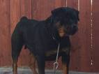 Small Photo #1 Rottweiler Puppy For Sale in SACRAMENTO, CA, USA