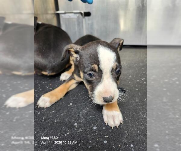 Medium Photo #1 American Staffordshire Terrier-Unknown Mix Puppy For Sale in San Antonio, TX, USA