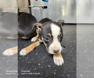 American Staffordshire Terrier-Unknown Mix Dogs for adoption in San Antonio, TX, USA