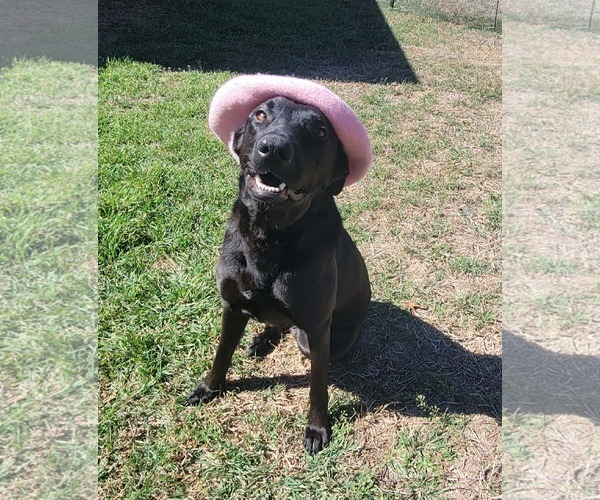 Medium Photo #3 Mutt Puppy For Sale in Coldwater, MI, USA