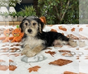 YorkiePoo Puppy for sale in GREENFIELD, IN, USA