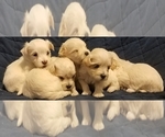 Small Photo #2 Maltipoo Puppy For Sale in SPENCER, NC, USA