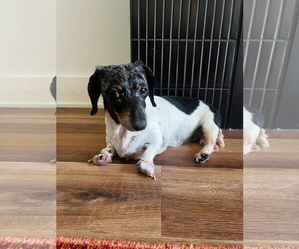 Medium Photo #3 Dachshund Puppy For Sale in Gulfport, MI, USA