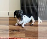 Small #2 Dachshund