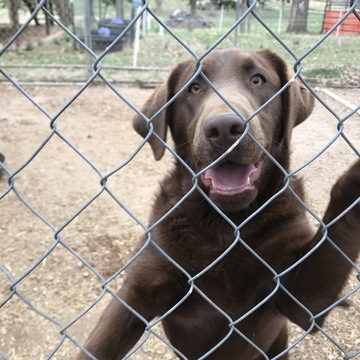 Medium Photo #1 Labrador Retriever Puppy For Sale in SPRINGFIELD, MO, USA
