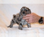 Small #13 Poodle (Toy)