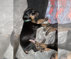 Doberman Pinscher Puppy for sale in GOOSE CREEK, SC, USA