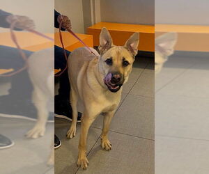 German Shepherd Dog-Unknown Mix Dogs for adoption in Rancho Cucamonga, CA, USA