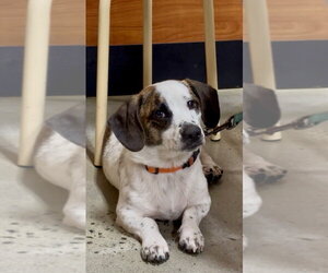 Beagle-Unknown Mix Dogs for adoption in Mooresville, NC, USA