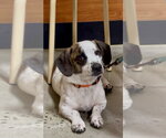 Small Beagle Mix