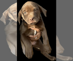 Puppy 2 American Pit Bull Terrier-Labrador Retriever Mix