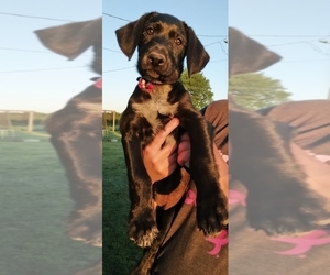 German Shepherd Dog-German Wirehaired Pointer Mix Puppy for sale in ALBIA, IA, USA