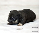 Small #2 French Bulldog