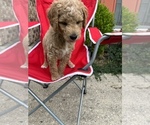 Small Photo #4 Goldendoodle Puppy For Sale in RICHMOND, IN, USA