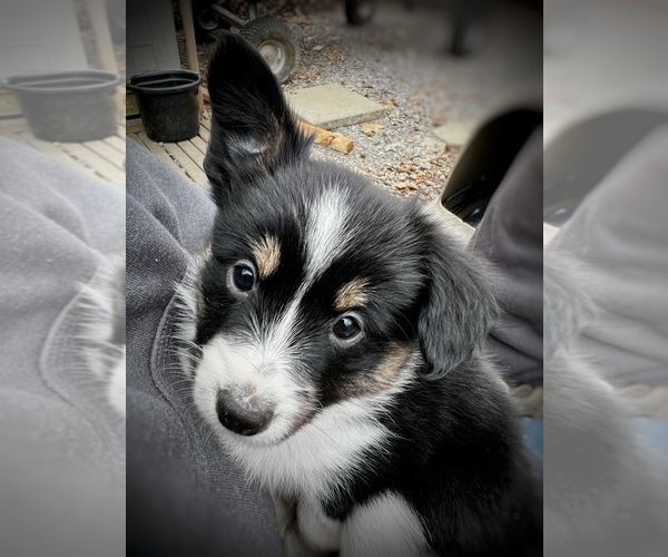 Medium Photo #45 Border Collie-Papillon Mix Puppy For Sale in CULPEPER, VA, USA