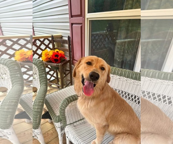 Medium Photo #1 Golden Retriever-Unknown Mix Puppy For Sale in Hinton, WV, USA