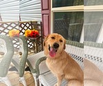 Small Golden Retriever Mix