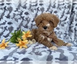 Small #2 Cavapoo (Miniature)