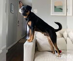 Small #2 Labrador Retriever Mix