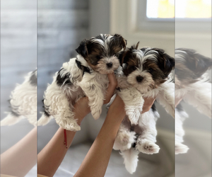 Biewer Terrier Puppy for sale in STATEN ISLAND, NY, USA