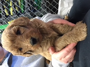 Labradoodle Puppy for sale in AUDUBON, IA, USA