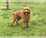 Small Photo #1 Poodle (Standard) Puppy For Sale in JOPLIN, MO, USA