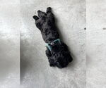 Small #4 Shih Tzu