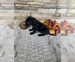Small Photo #8 Labrador Retriever Puppy For Sale in GOLD CREEK, MT, USA