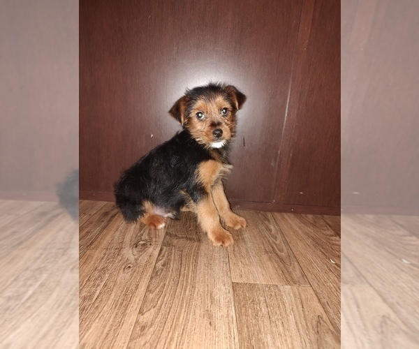 Medium Photo #2 YorkiePoo Puppy For Sale in LAPEER, MI, USA