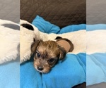 Puppy Geno Yorkshire Terrier