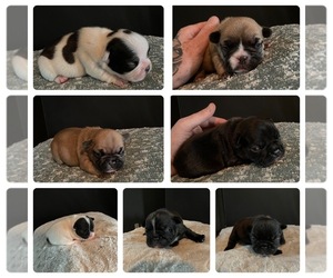 French Bulldog Puppy for sale in MEMPHIS, IN, USA