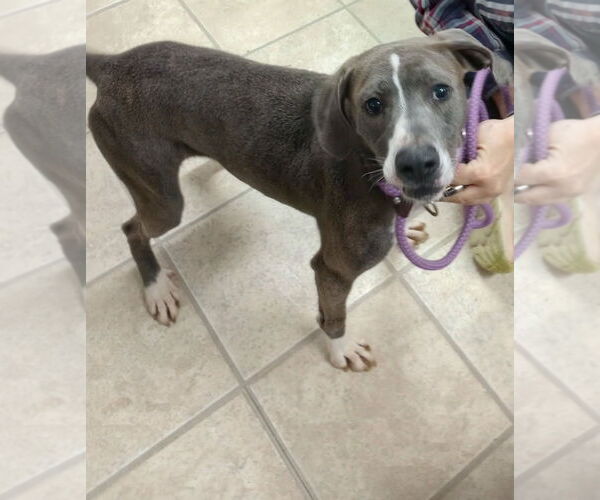 Medium Photo #4 Unknown-Weimaraner Mix Puppy For Sale in Frenchburg, KY, USA