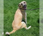 Small #4 Anatolian Shepherd Mix