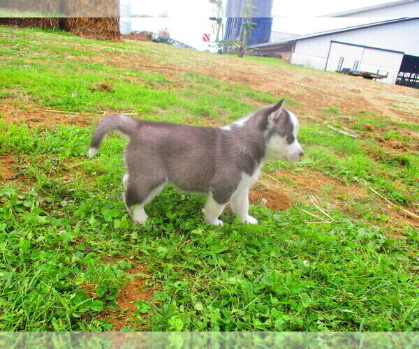 Medium Photo #4 Siberian Husky Puppy For Sale in SHILOH, OH, USA