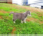 Small Photo #4 Siberian Husky Puppy For Sale in SHILOH, OH, USA