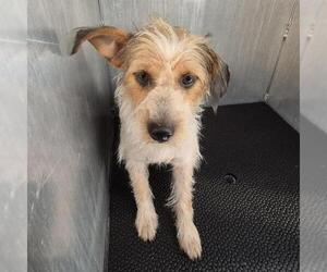 Mutt Dogs for adoption in San Antonio, TX, USA