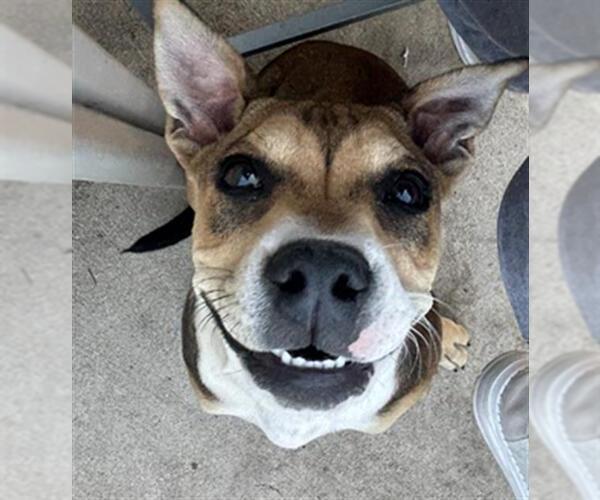 Medium Photo #3 Mutt Puppy For Sale in San Antonio, TX, USA