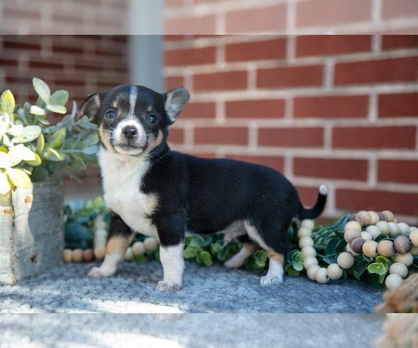 Medium Photo #1 Chihuahua Puppy For Sale in NEW HOLLAND, PA, USA