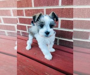 Schnauzer (Miniature) Puppy for sale in FORT COLLINS, CO, USA
