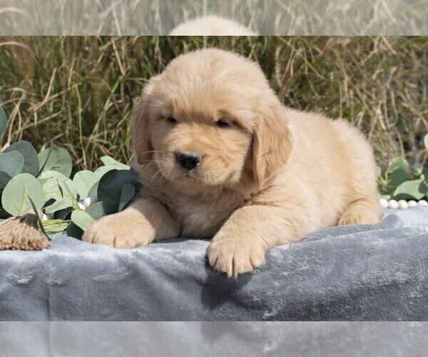 Medium Photo #8 Golden Retriever Puppy For Sale in MILLERSBURG, OH, USA