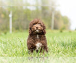 Small Photo #10 Goldendoodle-Poodle (Miniature) Mix Puppy For Sale in WARSAW, IN, USA