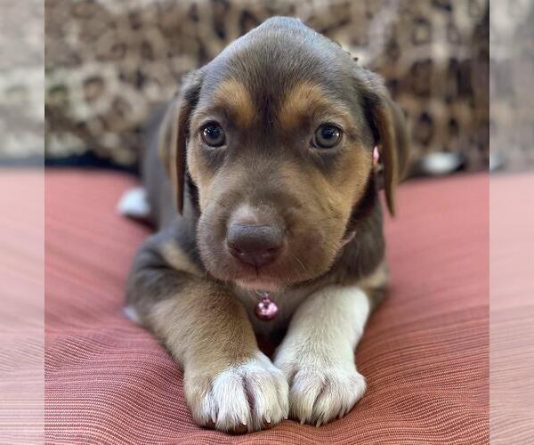 Medium Photo #1 Mutt Puppy For Sale in San Diego, CA, USA