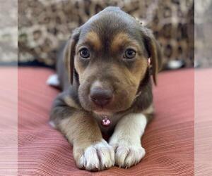 Mutt Dogs for adoption in San Diego, CA, USA