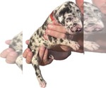 Puppy Nambu Great Dane