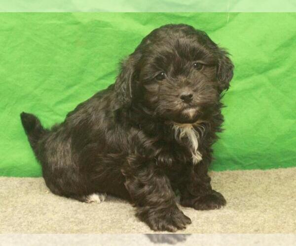 Medium Photo #4 ShihPoo Puppy For Sale in SHAWNEE, OK, USA