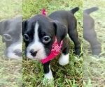 Small Photo #11 Boxer Puppy For Sale in ELDON, MO, USA