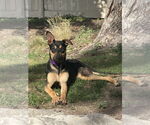 Small #3 Mutt