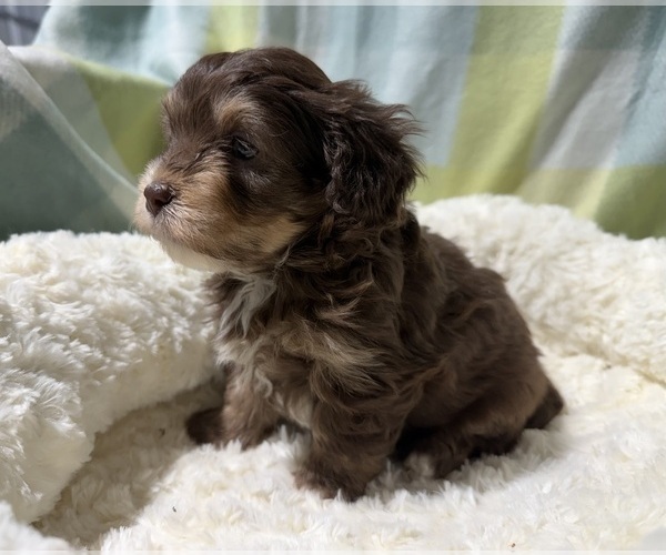 Medium Photo #1 Havapoo Puppy For Sale in GUTHRIE, KY, USA