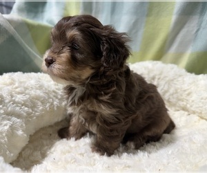 Havapoo Puppy for sale in GUTHRIE, KY, USA