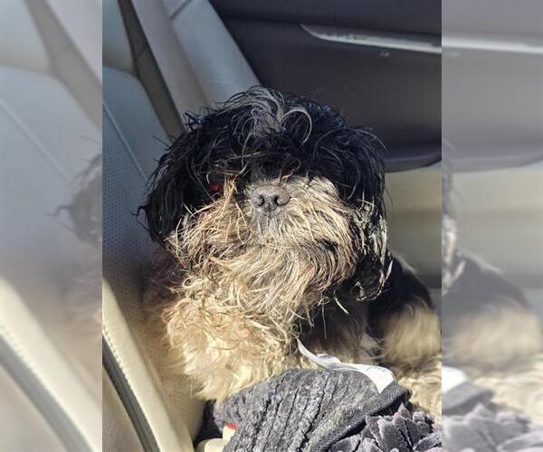 Medium Photo #1 Shih Tzu Puppy For Sale in San Antonio, TX, USA